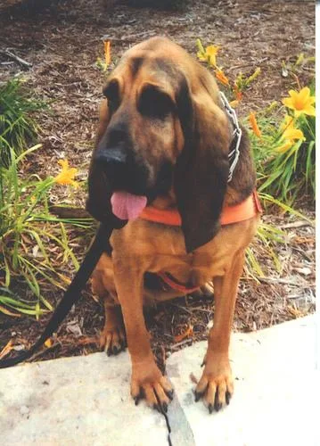 Bloodhound #14, a Bloodhound in the PetMatch pool