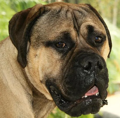 Bull Mastiff #117, a Mastiff in the PetMatch pool