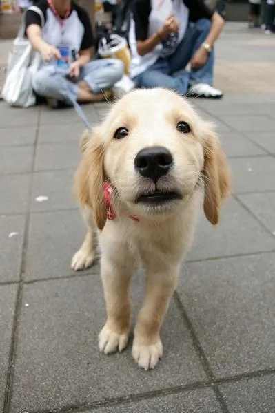 Golden Retriever #42, a Golden Retriever in the PetMatch pool