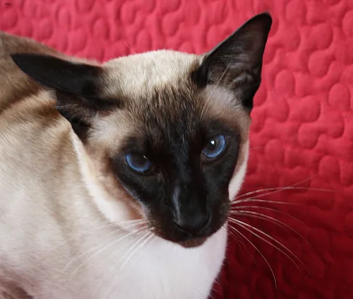 Siamese #131, a Siamese in the PetMatch pool