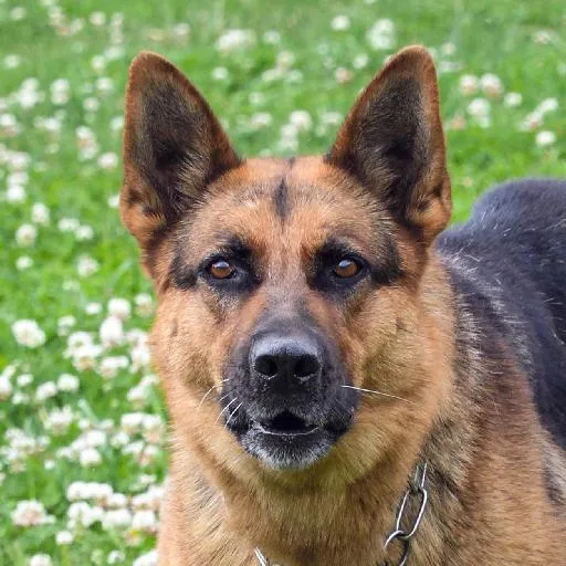 Mixed #4548, a German Shepherd in the PetMatch pool