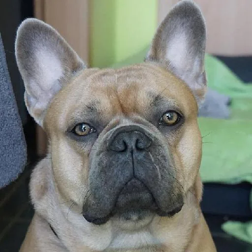 Mixed #2401, a French Bulldog in the PetMatch pool