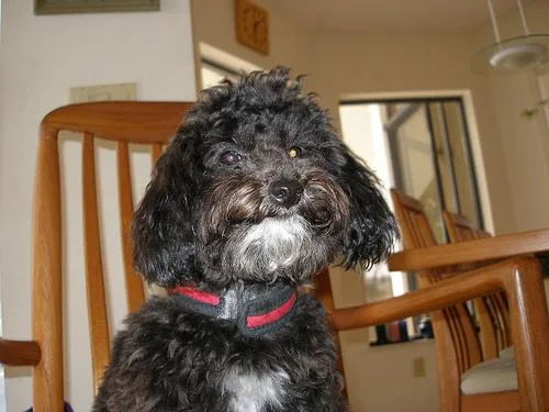 Toy Poodle #73, a Poodle in the PetMatch pool