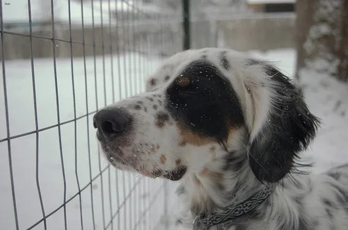 english setter #28, a English Setter in the PetMatch pool