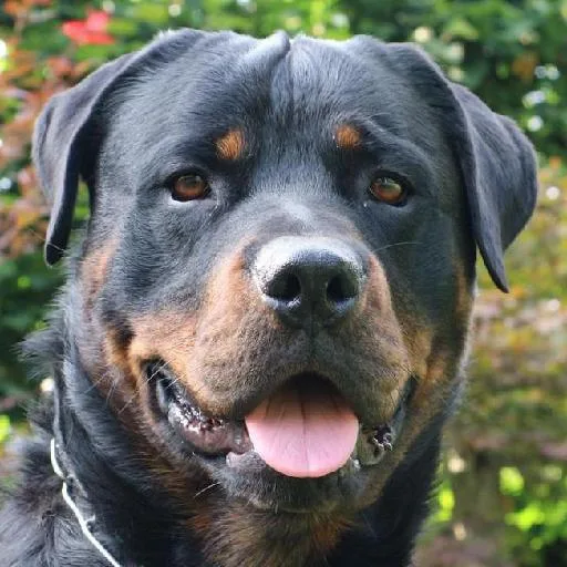 Mixed #4060, a Rottweiler in the PetMatch pool