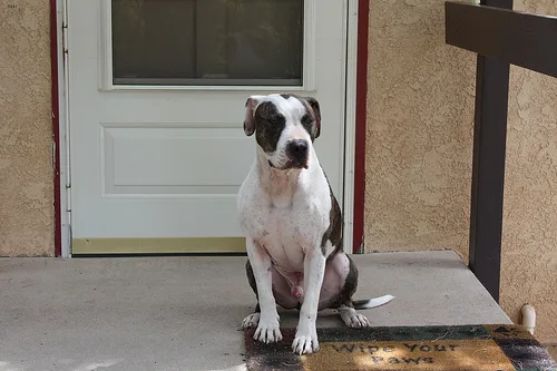 american pit bull terrier #108, a American Staffordshire Terrier in the PetMatch pool