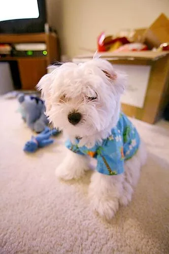 Maltese Dog #60, a Maltese in the PetMatch pool