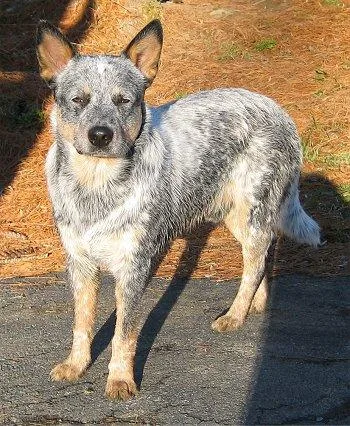 Kelpie #113, a Mixed Breed in the PetMatch pool