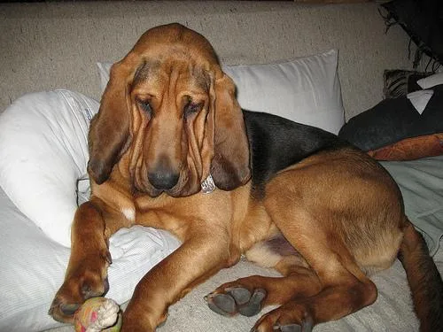 Bloodhound #109, a Bloodhound in the PetMatch pool