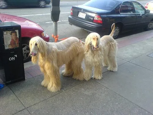 Afghan Hound #64, a Afghan Hound in the PetMatch pool