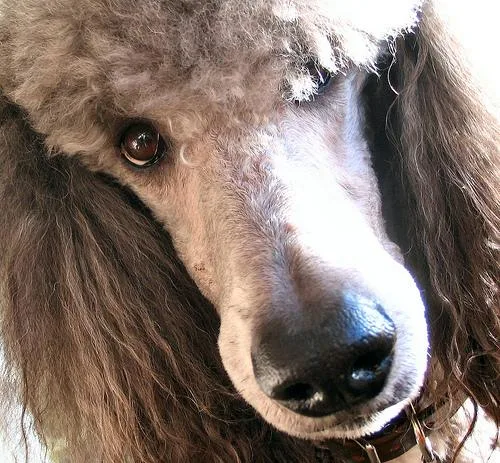 Standard Poodle #22, a Poodle in the PetMatch pool
