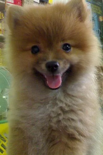 Pomeranian #10, a Pomeranian in the PetMatch pool