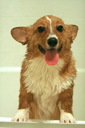 Pembroke #54, a Pembroke Welsh Corgi in the PetMatch pool