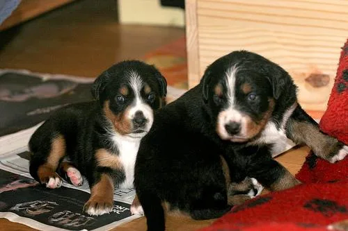 Appenzeller #76, a Mixed Breed in the PetMatch pool