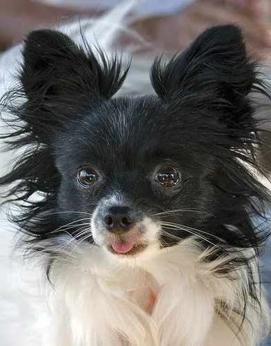 Papillon #37, a Papillon in the PetMatch pool