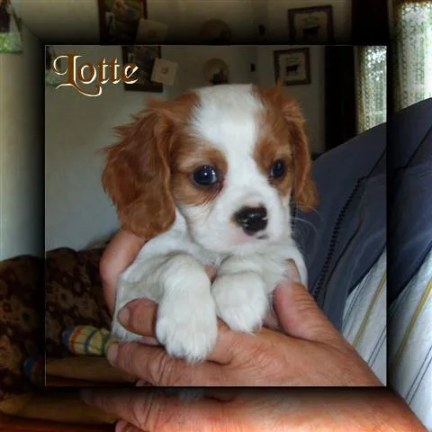 Blenheim Spaniel #2, a Cavalier King Charles Spaniel in the PetMatch pool