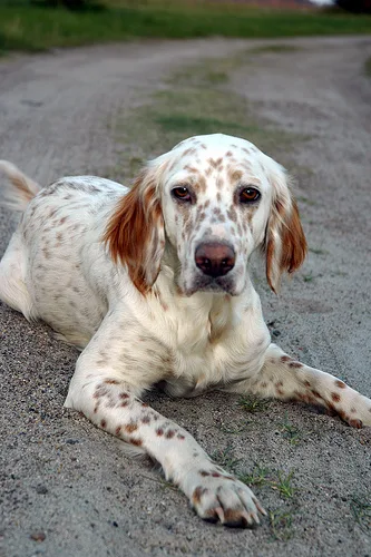 english setter #142, a English Setter in the PetMatch pool