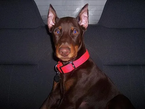 Doberman #29, a Doberman Pinscher in the PetMatch pool