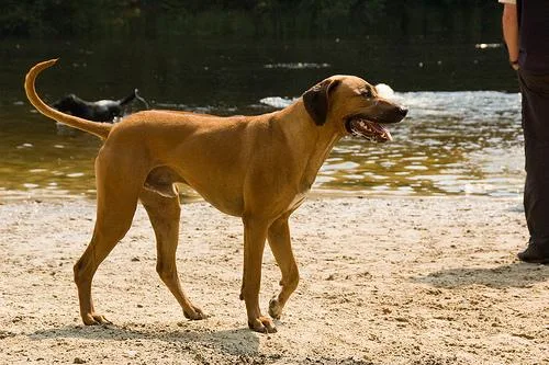 Rhodesian Ridgeback #96, a Rhodesian Ridgeback in the PetMatch pool