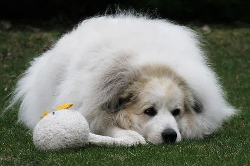 great pyrenees #137, a Great Pyrenees in the PetMatch pool