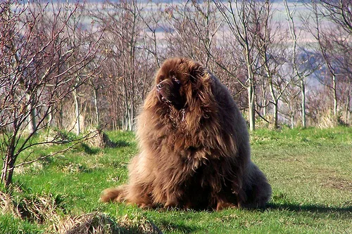 newfoundland #179, a Newfoundland in the PetMatch pool