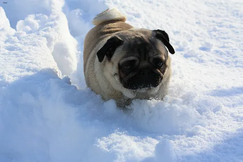 pug #37, a Pug in the PetMatch pool