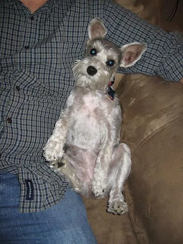 Miniature Schnauzer #24, a Miniature Schnauzer in the PetMatch pool