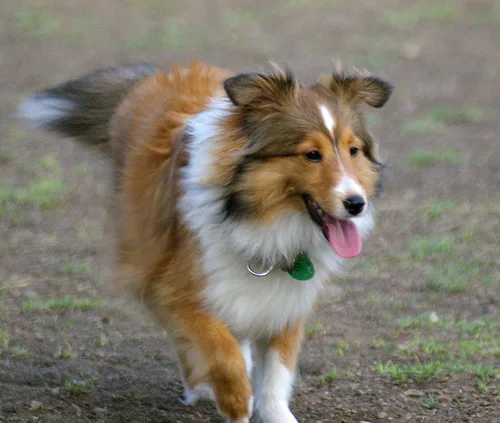 Shetland Sheepdog #115, a Shetland Sheepdog in the PetMatch pool