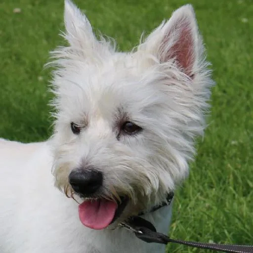 Mixed #5697, a West Highland White Terrier in the PetMatch pool