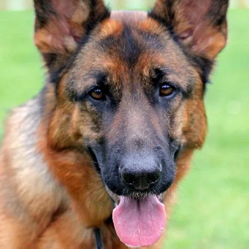 Mixed #143, a German Shepherd in the PetMatch pool