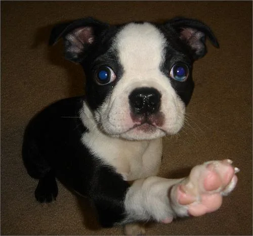 Boston Bull #98, a Boston Terrier in the PetMatch pool