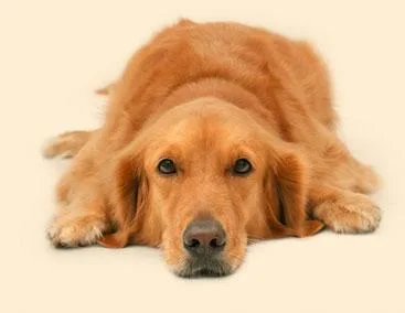 Golden Retriever #2, a Golden Retriever in the PetMatch pool