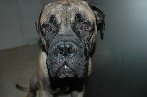 Bull Mastiff #11, a Mastiff in the PetMatch pool