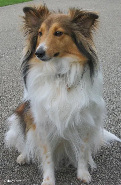Shetland Sheepdog #120, a Shetland Sheepdog in the PetMatch pool