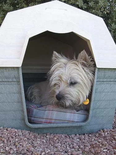 Cairn #81, a Cairn Terrier in the PetMatch pool