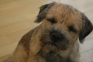 Border Terrier #39, a Border Terrier in the PetMatch pool