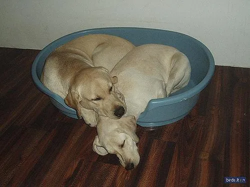 Labrador Retriever #3, a Labrador Retriever in the PetMatch pool