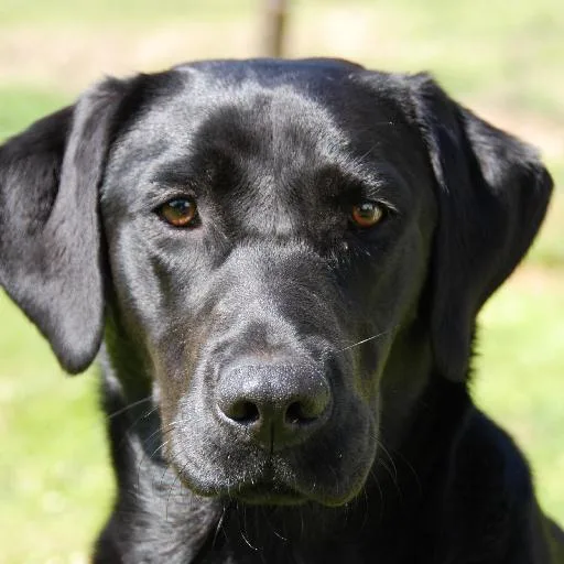 Mixed #2049, a Labrador Retriever in the PetMatch pool