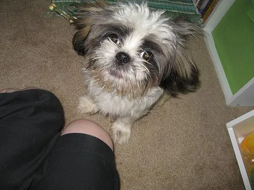 Shih Tzu #96, a Shih Tzu in the PetMatch pool