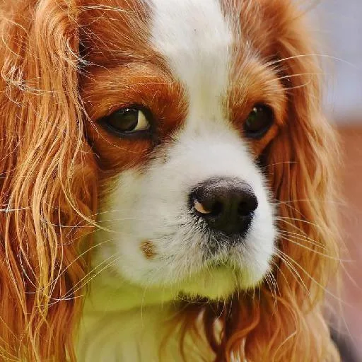 Mixed #2580, a Cavalier King Charles Spaniel in the PetMatch pool