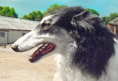Borzoi #10, a Borzoi in the PetMatch pool