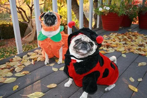 Pug #67, a Pug in the PetMatch pool