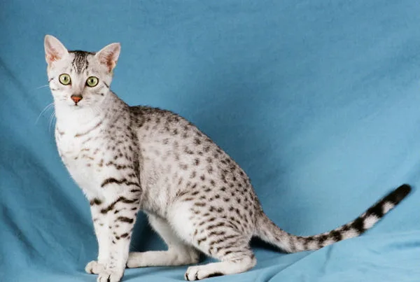Egyptian Mau #8, a Egyptian Mau in the PetMatch pool