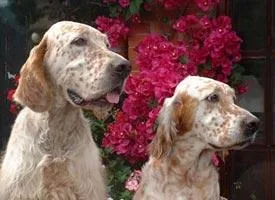 English Setter #24, a English Setter in the PetMatch pool