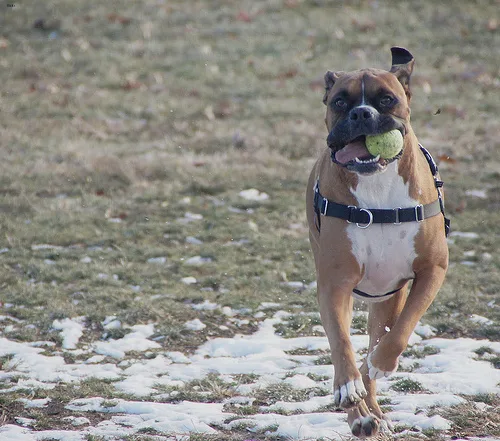 boxer #56, a Boxer in the PetMatch pool