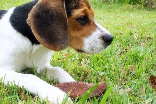 Beagle #39, a Beagle in the PetMatch pool
