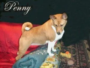Basenji #51, a Basenji in the PetMatch pool