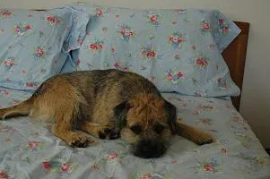 Border Terrier #113, a Border Terrier in the PetMatch pool