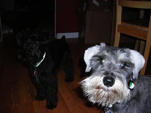 Miniature Schnauzer #100, a Miniature Schnauzer in the PetMatch pool
