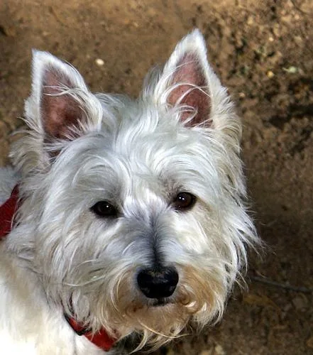 West Highland White Terrier #53, a West Highland White Terrier in the PetMatch pool